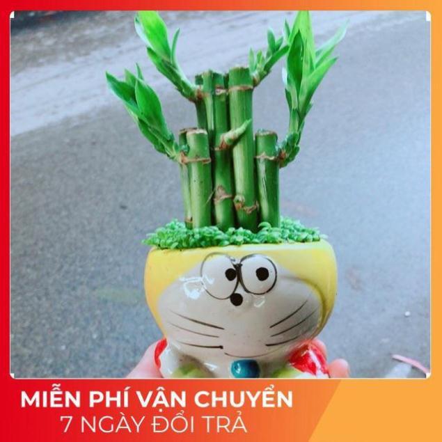 Chậu Trúc Phát Tài