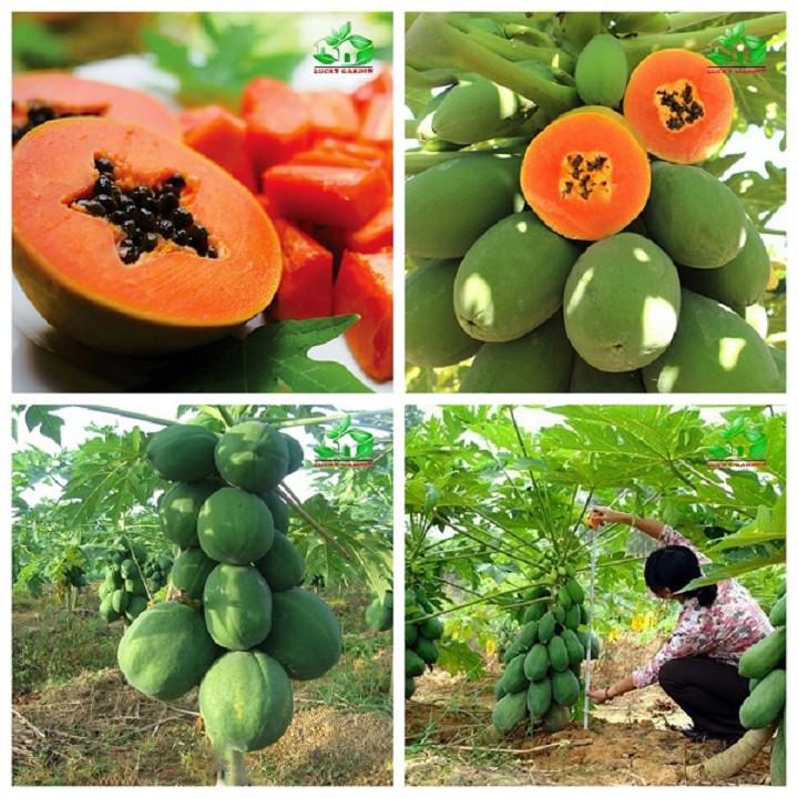5 cây đu đủ ruột đỏ