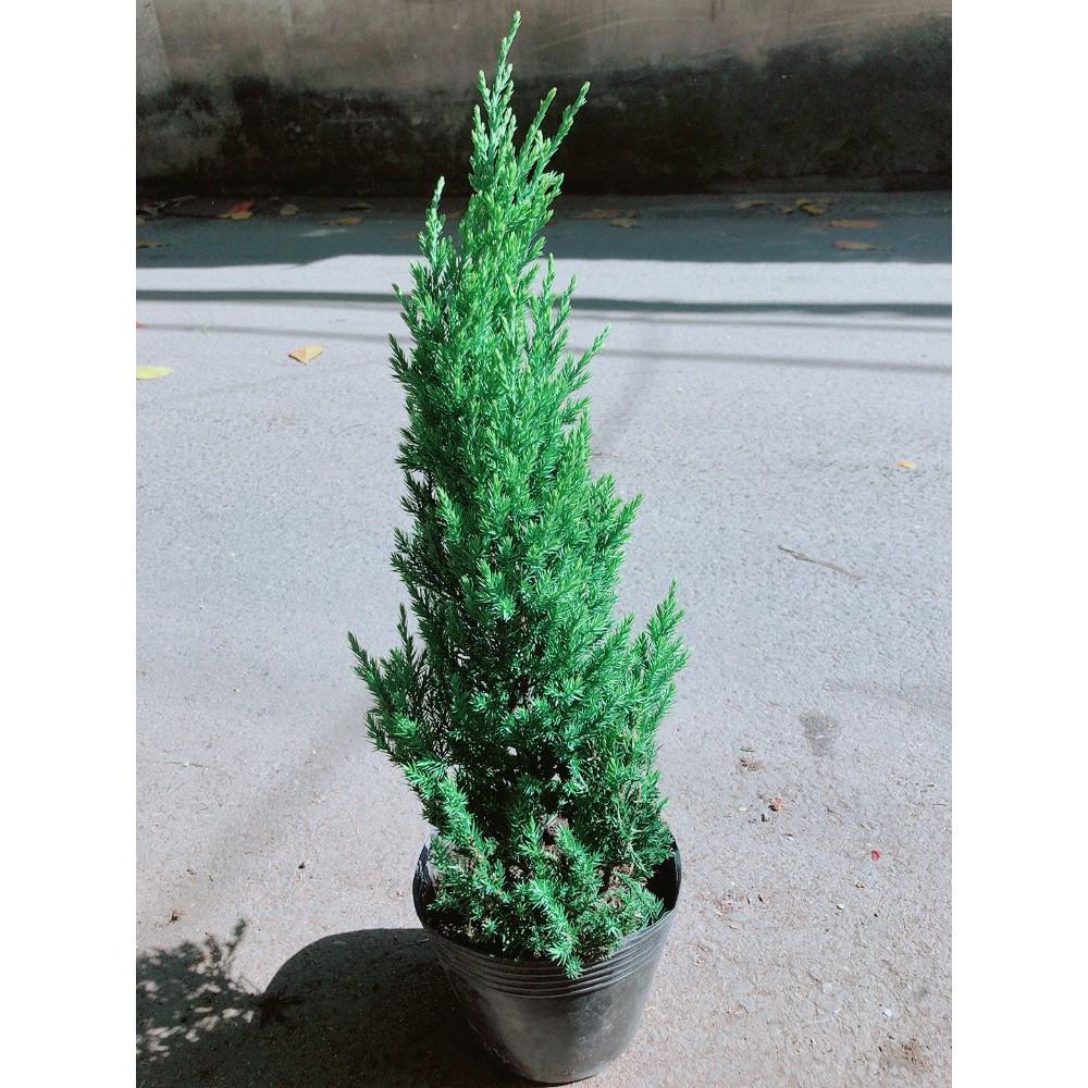 Cây Tùng Cao 40cm