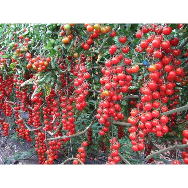 Hạt Giống Cà Chua Chuỗi Ngọc