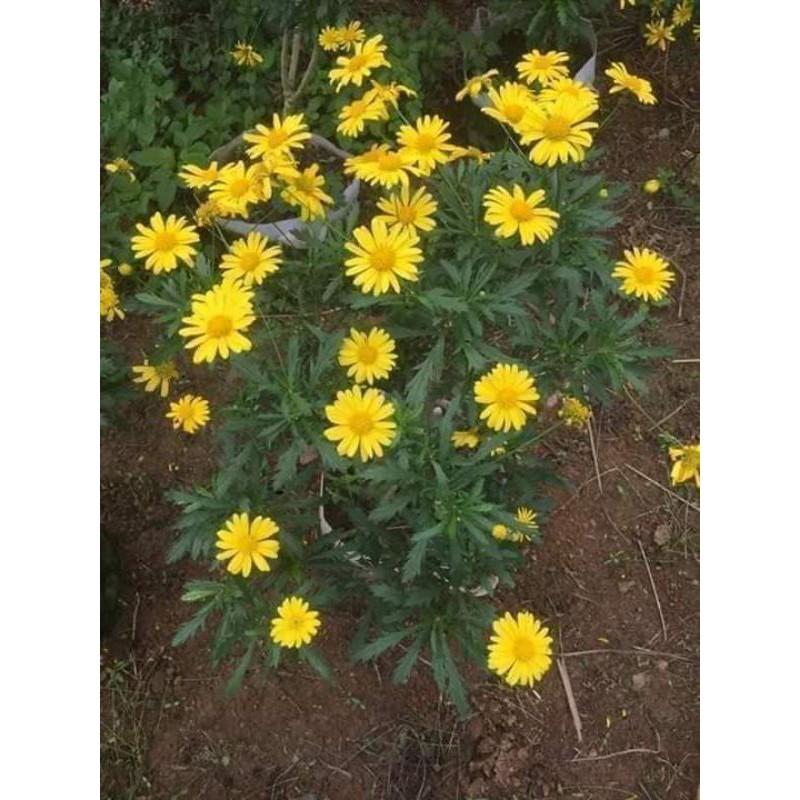 500 HẠT GIỐNG CÚC THÂN GỖ