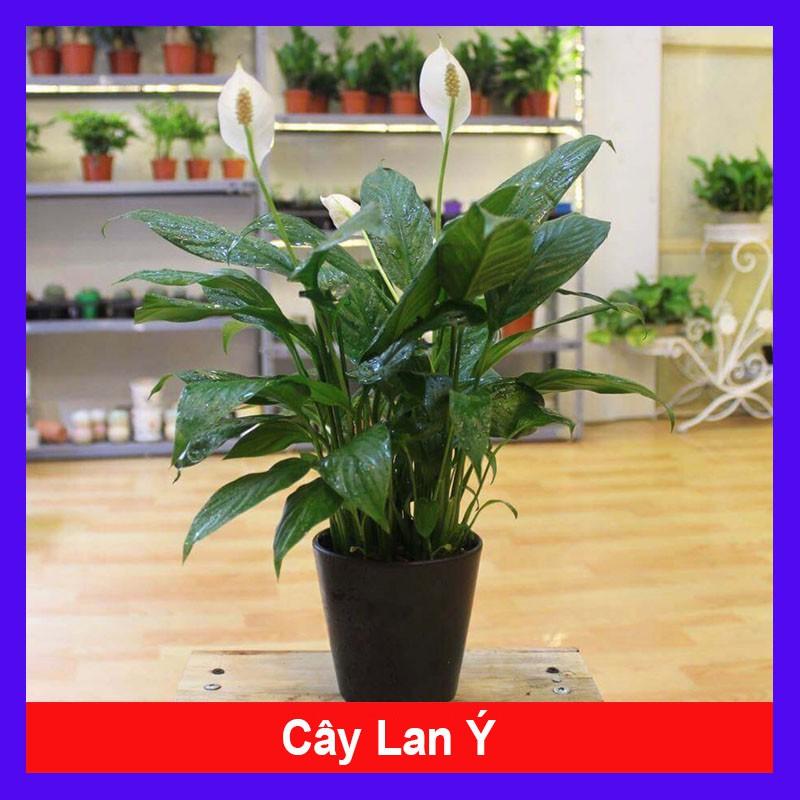 Cây lan ý - cây cảnh để bàn làm việc + Tặng phân bón cho cây mau lớn