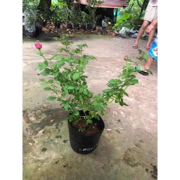 Hoa hồng ngoại Constance Rose - hồng bụi, hoa chùm