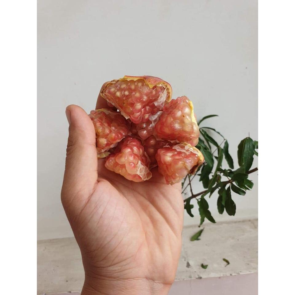 CÂY LỰU LÙN THÁI LAN SIÊU QUẢ