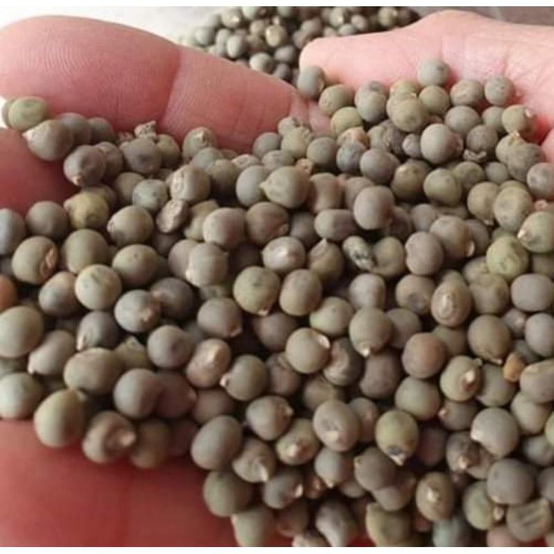 50 gram hạt giống đậu bắp xanh