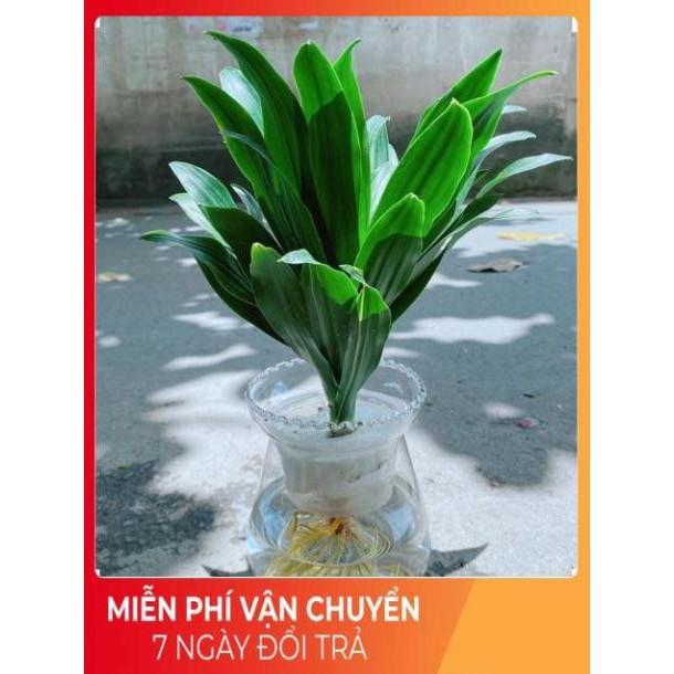 Chậu Phát Tài Thuỷ Sinh