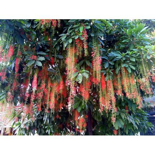 CÂY GIỐNG CÂY LỘC VỪNG-CÂY PHONG THỦY TÀI LỘC - CGCL