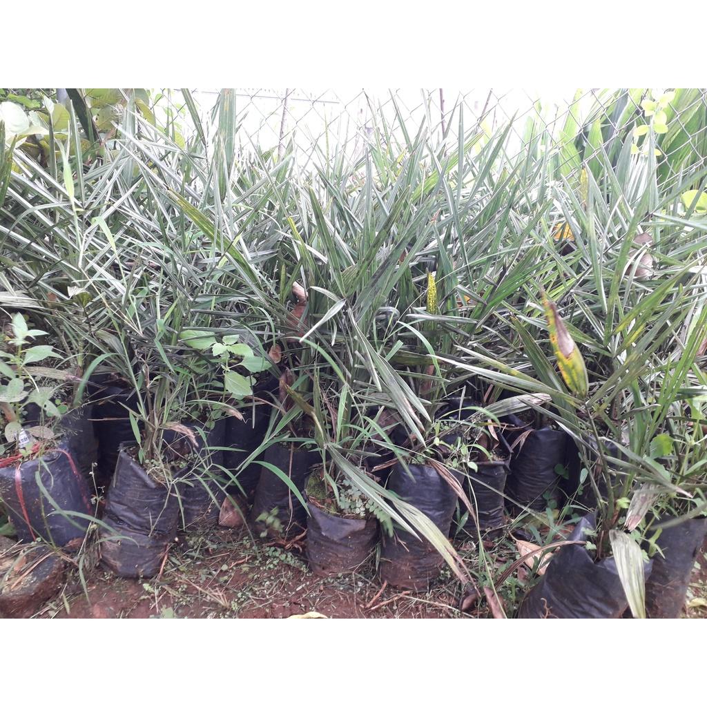 CÂY GIỐNG CHÀ LÀ LÙN SIÊU QUẢ. .