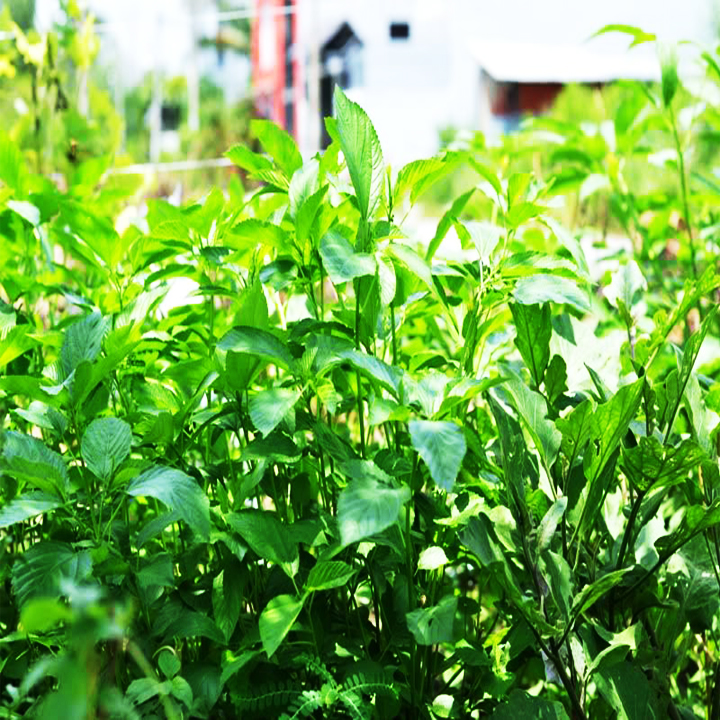 Hạt giống rau đay xanh trồng quanh năm, cây sinh trưởng kháng bệnh tốt