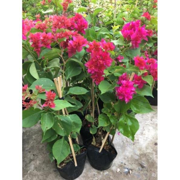 Cây giấy thái đỏ hồng siêu hoa