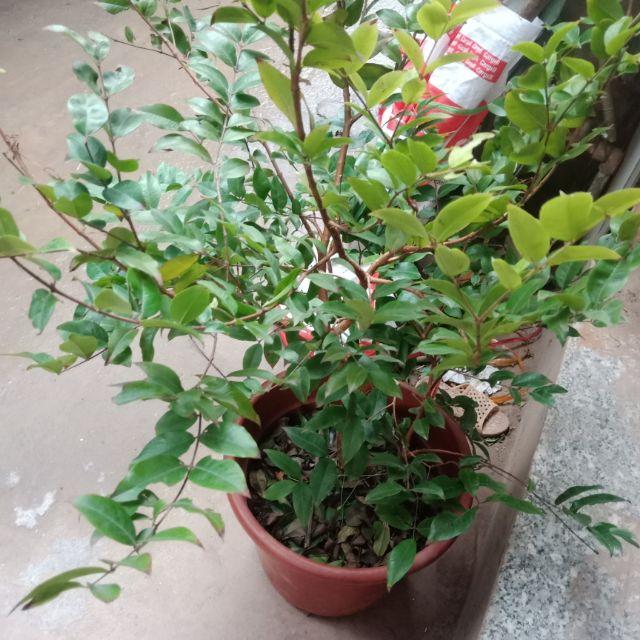 Nho  tứ  quý  cỡ  to