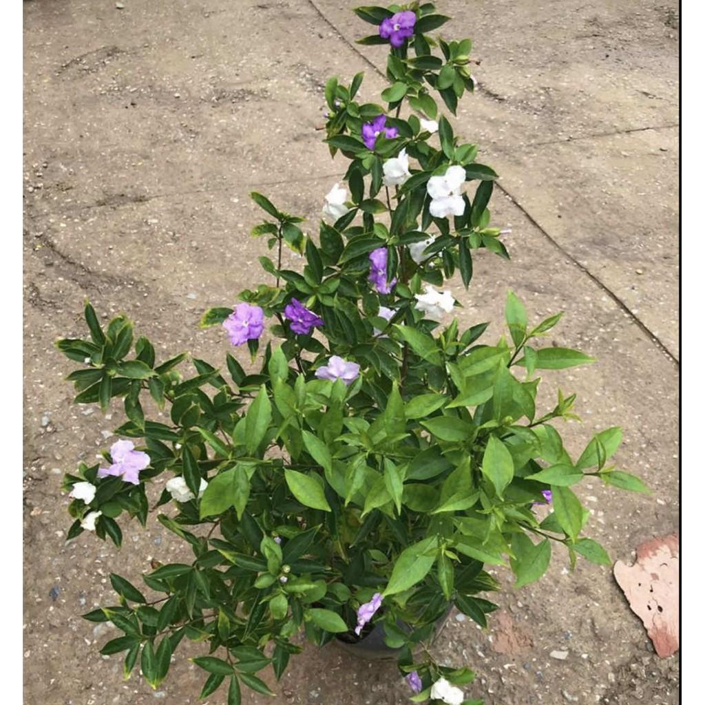 Cây hoa nhài Nhật