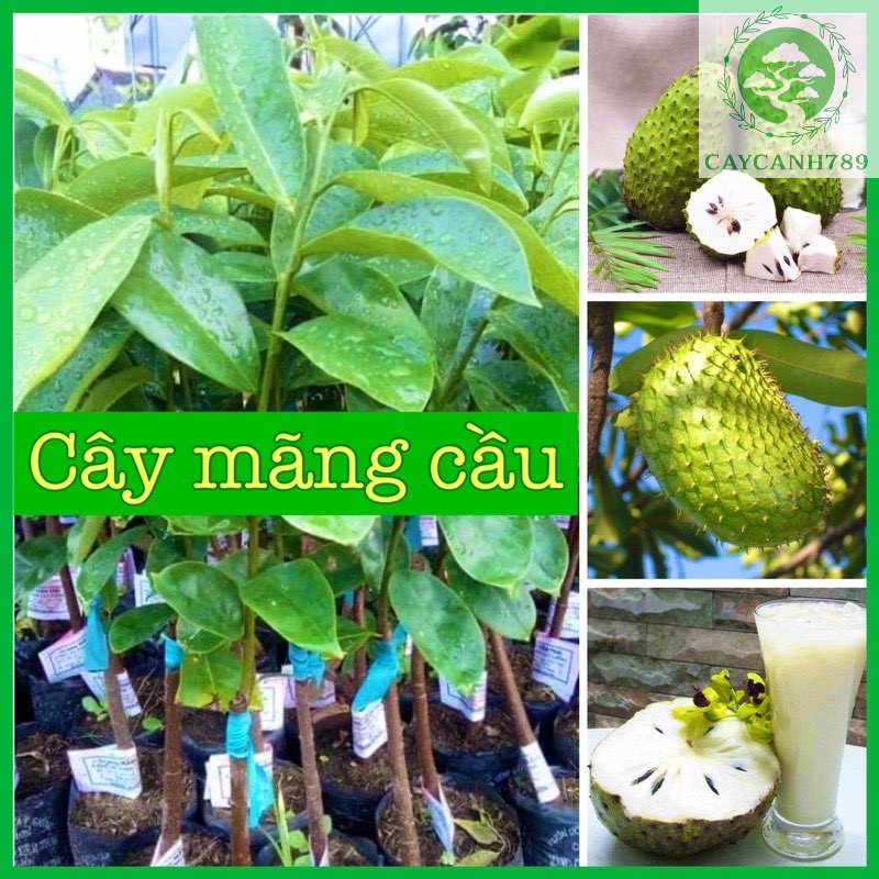 Cây giống mãng cầu xiêm