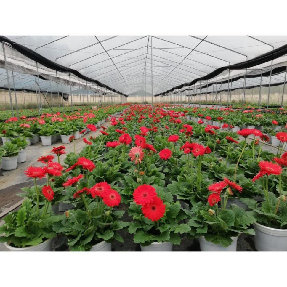Chậu hoa đồng tiền cao, sẵn hoa, đủ mặt hoa