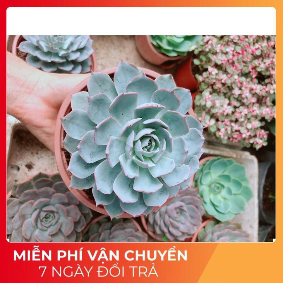 Sen Đá Hồng Phấn Size Đại