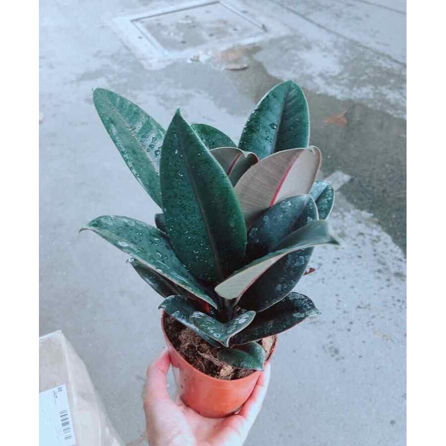 Chậu Cây Đa Búp Đỏ Bán Chạy