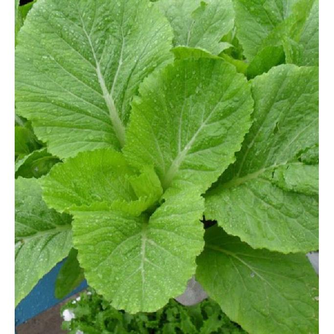 Combo 3 gói Hạt giống rau cải bẹ xanh mỡ-gói 20gram-tặng kèm gói phân bón lót