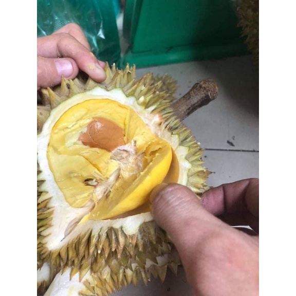 CÂY GIỐNG SẦU RIÊNG ÓC KHỈ