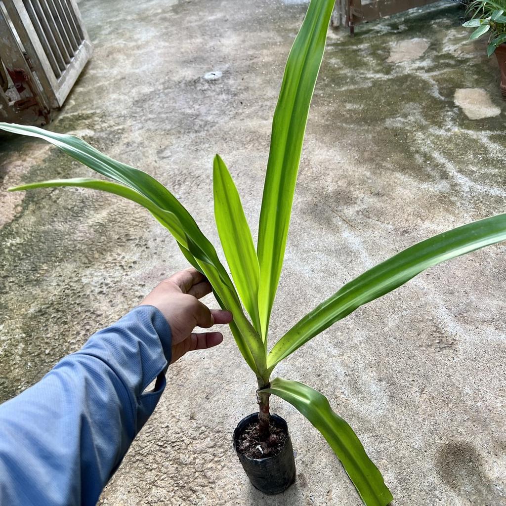 Cây hoàng cung trinh nữ - Cây dược liệu cao 40 cm .