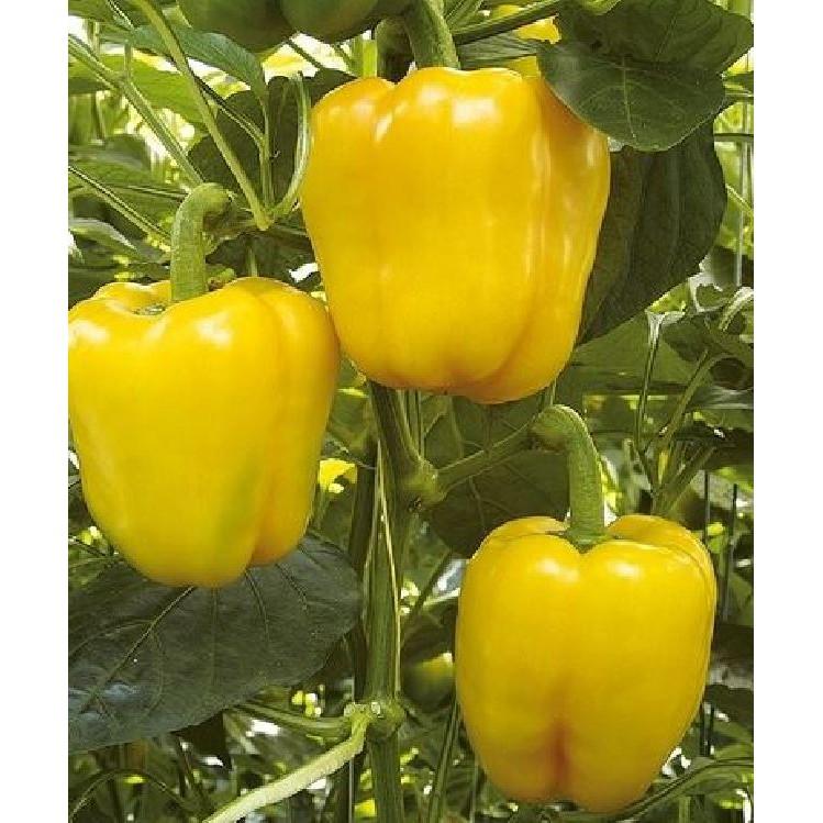 Hạt giống ớt chuông Đà Lạt - 10Hạt/gói