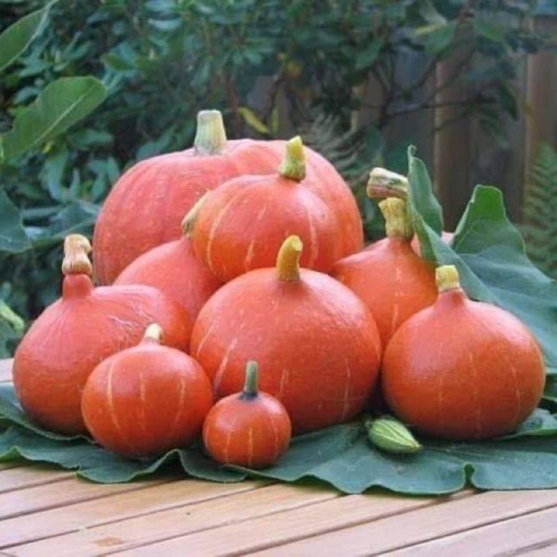 Hạt Giống Bí Ngô Mặt Trời Lai F1 Thái Lan