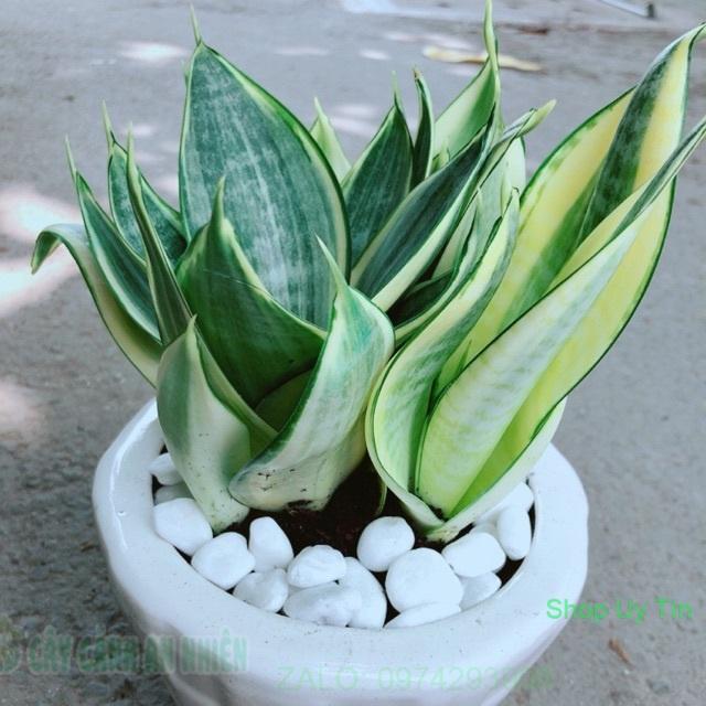 Chậu Lưỡi Hổ Thái Vàng