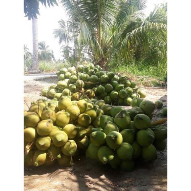 Cây Giống Dừa Dứa Siêu Thơm Nguyên Chủng