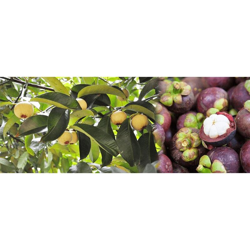 Cây giống măng cụt - C055