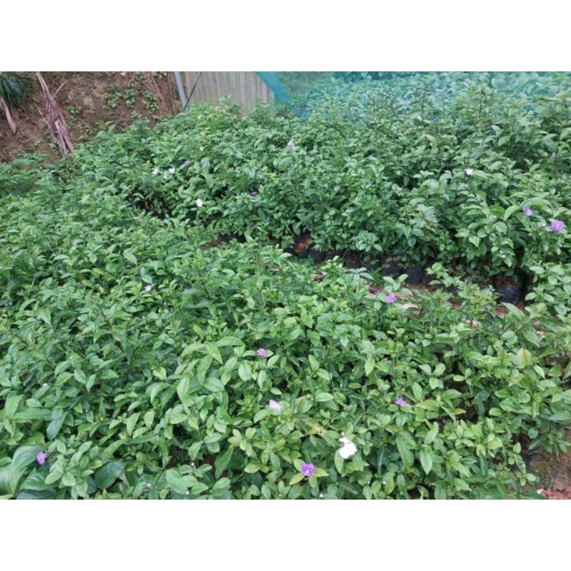 Hoa nhài nhật _ cây đang hoa bầu cây như hình đăng