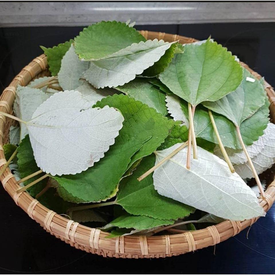 Cây lá gai làm bánh nhiều công dụng -cây giống