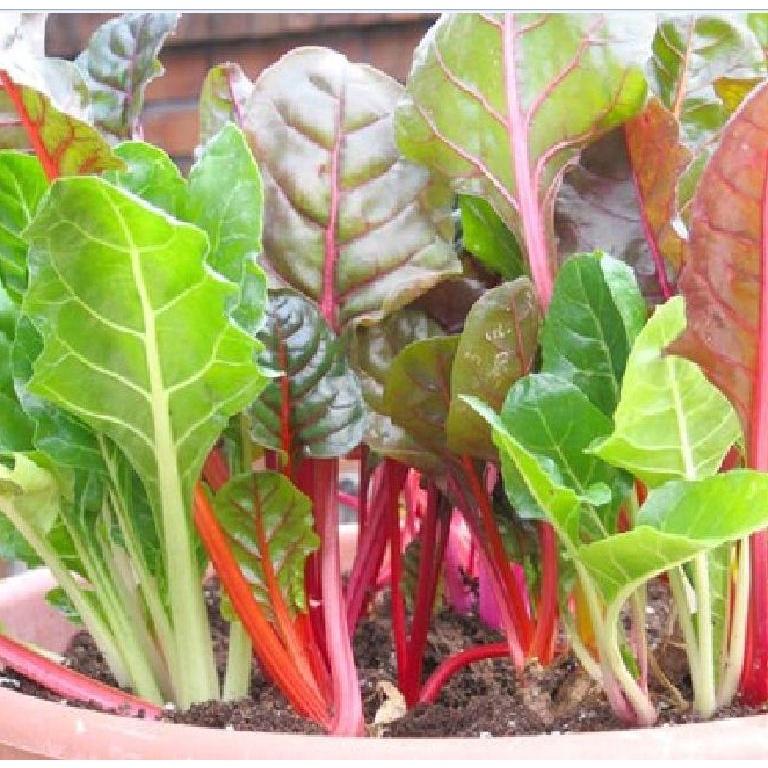 Combo 9 gói hạt giống rau cải và rau ăn mầm các loại-tặng kèm gói phân bón lót