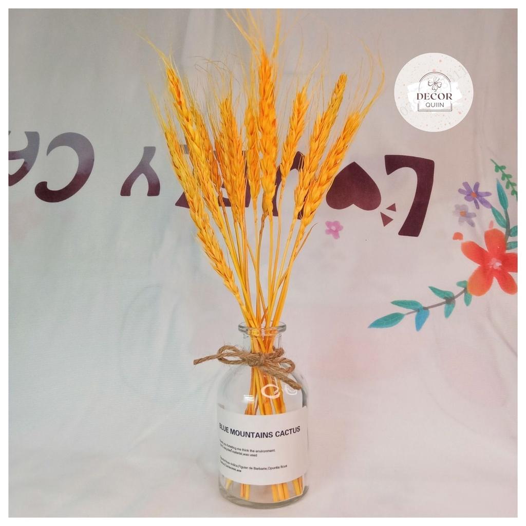 Lọ hoa để bàn️lúa mạch khô15 bông hoa khô trang trí quán cafe decor decor phòng quán trà sữa trang trí shop thời trang
