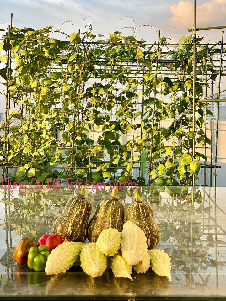 Bộ 2 Chai Dung Dịch Dinh Dưỡng Thủy Canh Cho Cây Ăn Quả