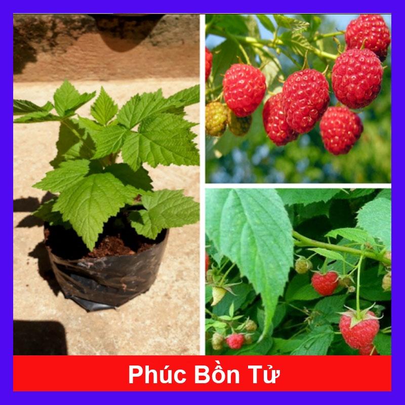 Cây phúc bồn tử ( cây mâm xôi ) - cây cảnh vườn + tặng phân bón cho cây