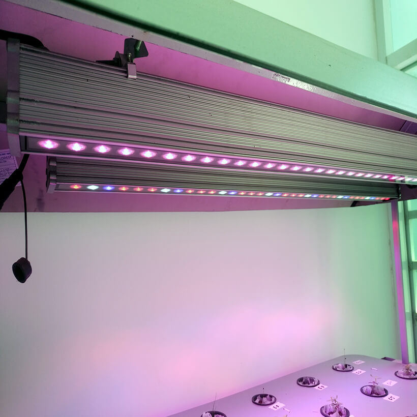 Combo 2 Đèn LED Trồng Cây và Rau Thủy Canh Trong Nhà Kính với anh sáng tím hồng giúp cây trồng và rau trong nhà phát triển nhanh