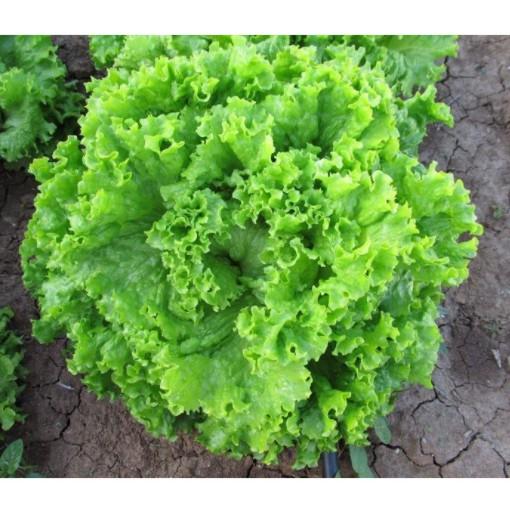 5gr hạt Xà lách xoăn xanh cao sản
