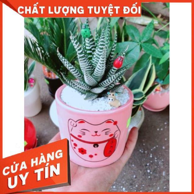 Chậu móng rồng