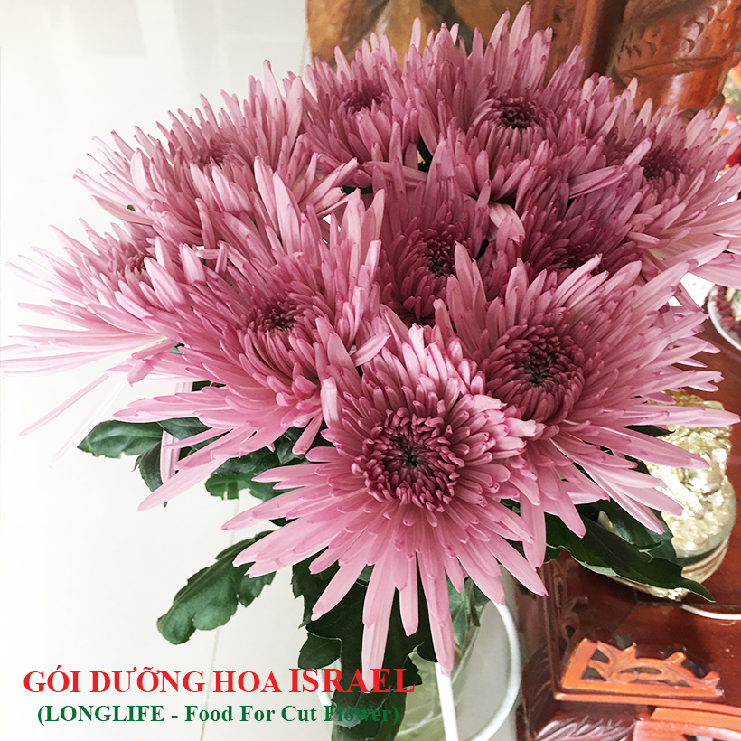 GÓI DƯỠNG HOA TƯƠI LONGLIFE CỦA ISRAEL , GIỮ HOA TƯƠI LÂU GẤP 2 LẦN VÀ 14 NGÀY KHÔNG THAY NƯỚC MỚI