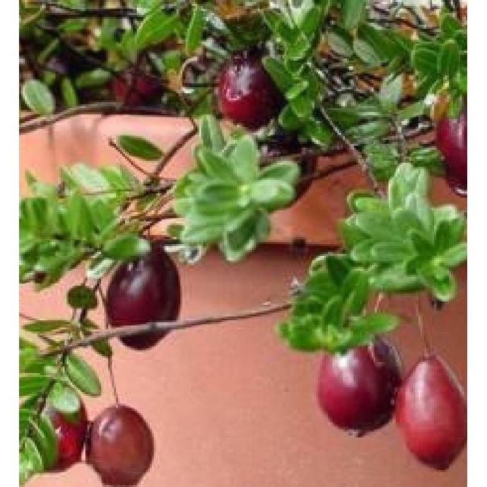 Hạt giống cây việt quất đỏ-gói 30 hạt/tặng kèm gói phân bón lót