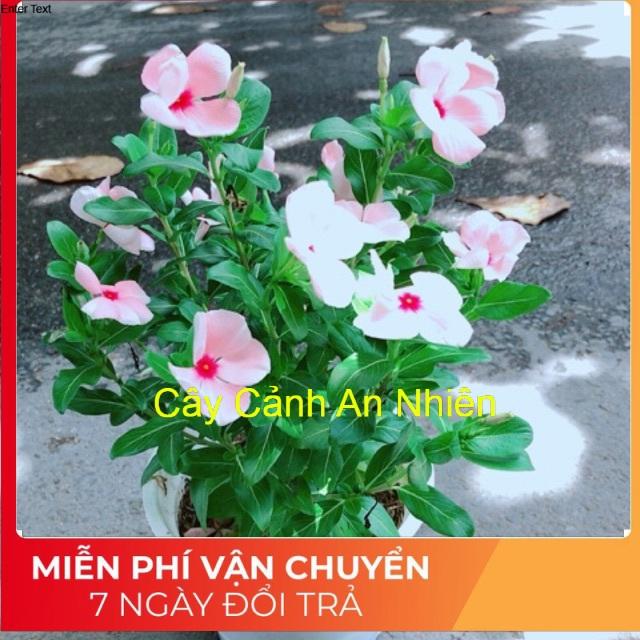 Hoa Dừa Cạn Màu Hồng