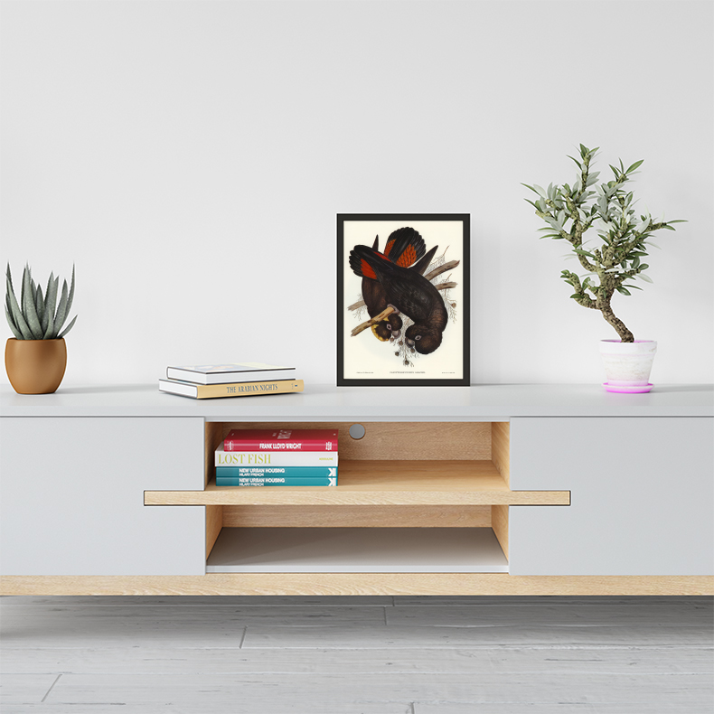 Tranh Canvas Động vật Chim Vẹt cao cấp. , Khung hợp nhôm chống ẩm, bền, đẹp, nhiều kích thước. Phù hợp nhiều không gian sang trọng.