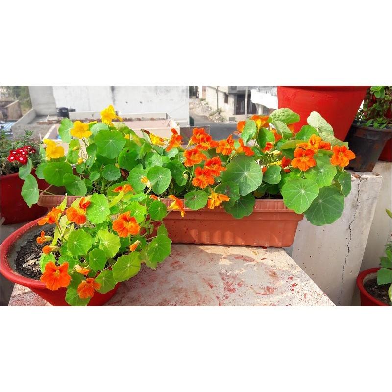 Hạt Giống Hoa Sen Cạn Lùn Nhiều Màu CT460 - Gói 10 hạt