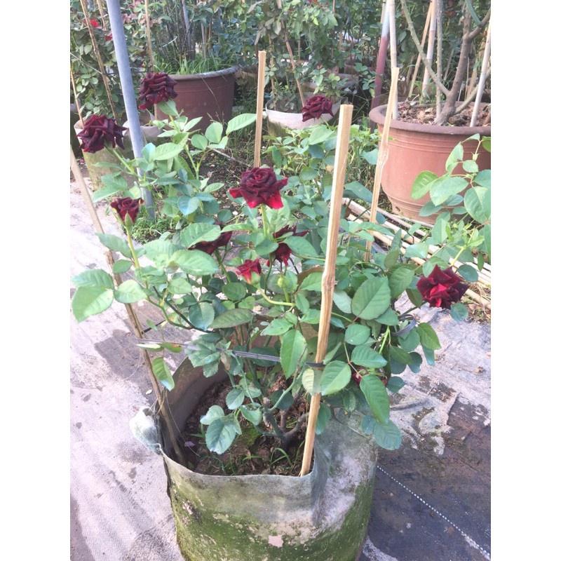 Hoa hồng Màu Đen BLACK BACCARA- bầu to cây lớn trưởng thành