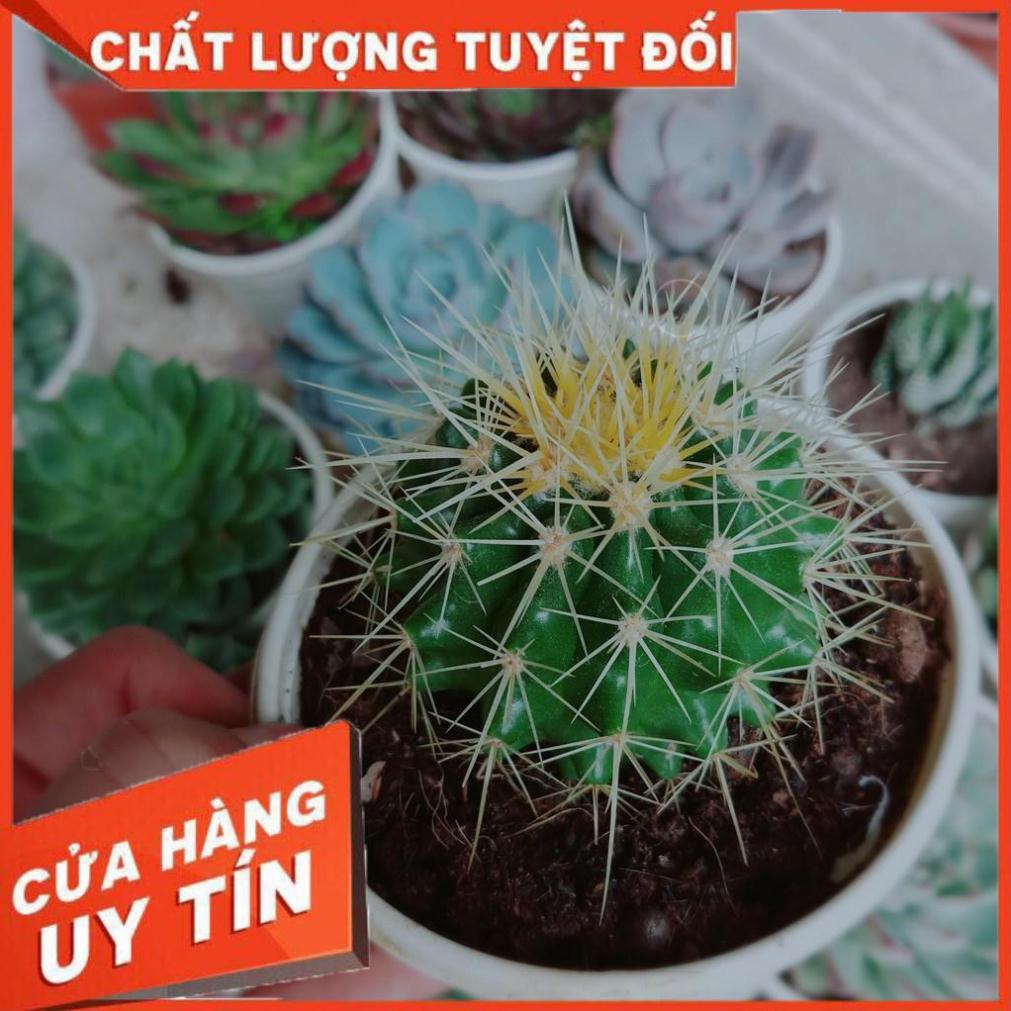 Combo 2 cây xương rồng kim hổ Nhiều Người Mua