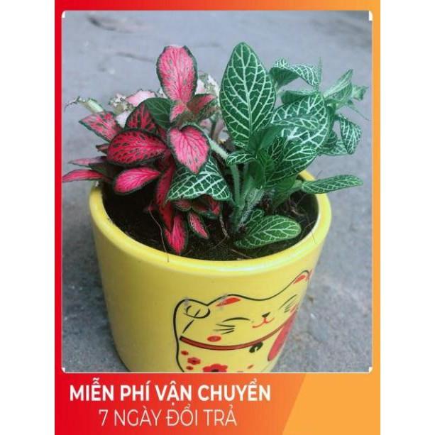 Chậu Cẩm Nhung Xanh+Đỏ+Hồng