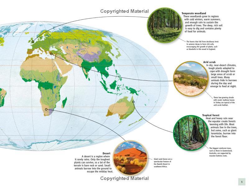 Sách ngoại văn: Life Underground - Tunnel Into A World Of Wildlife