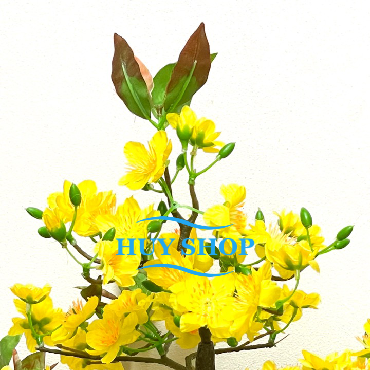 Hoa trang trí Ngày Tết - Chậu HOA MAI Vàng  để bàn trang trí nhà cửa