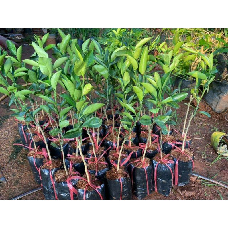 Cây giống quýt đường thái lan