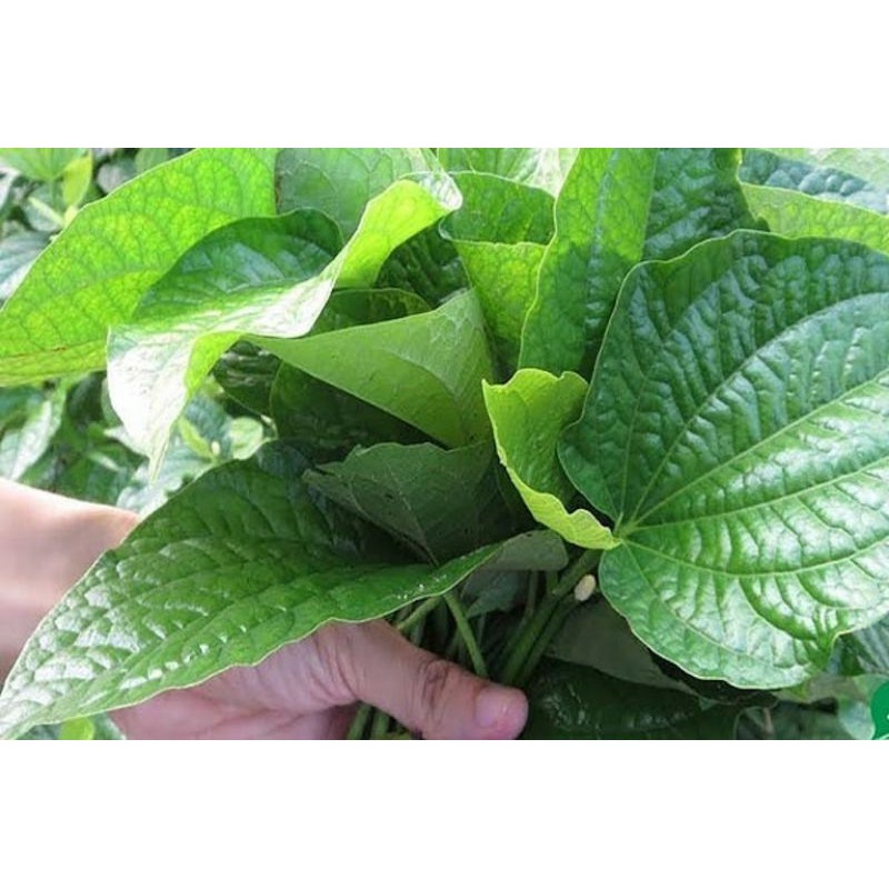 La Lốt tươi