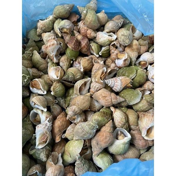 Ốc BULOT pháp 20-30con kg vĩ 500gr